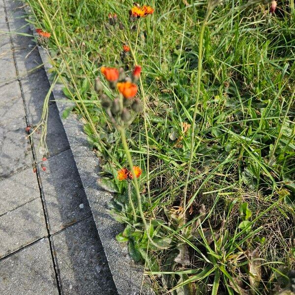 Pilosella aurantiaca Kvet