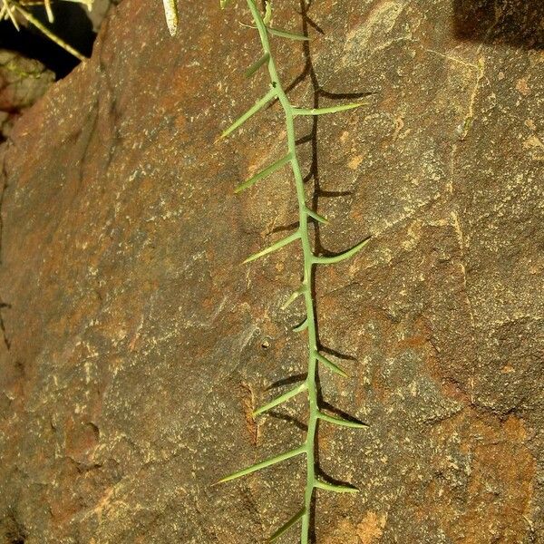 Balanites aegyptiaca برگ