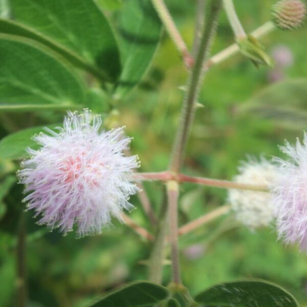 Mimosa albida Hábito