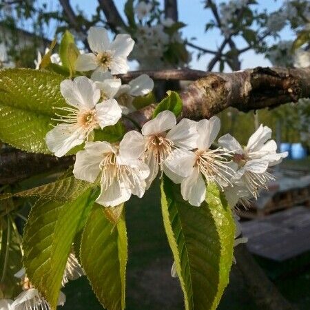 Prunus avium Fiore