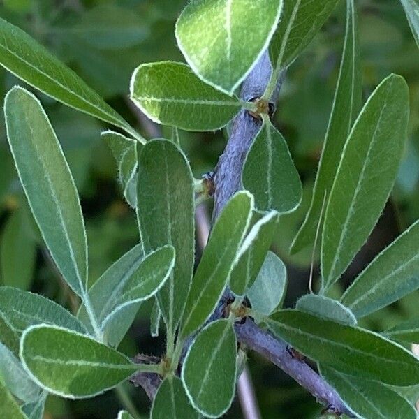 Pyrus spinosa Folha