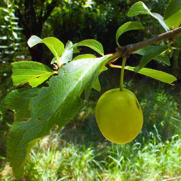 Prunus domestica ফল