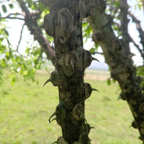 Zanthoxylum chalybeum Foglia