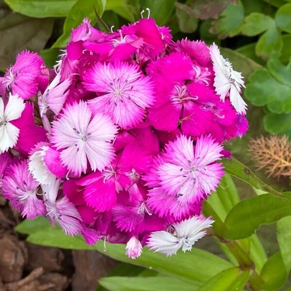 Dianthus barbatus Квітка