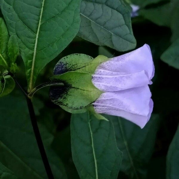 Nicandra physalodes Квітка