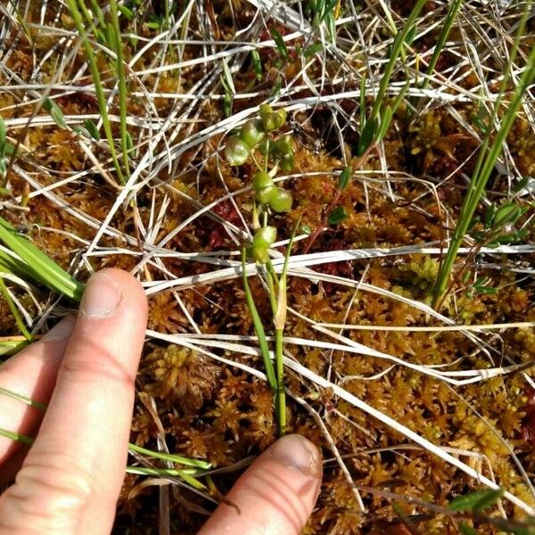 Scheuchzeria palustris 果實