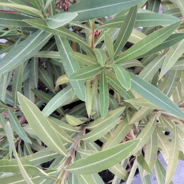 Nerium oleander Hoja