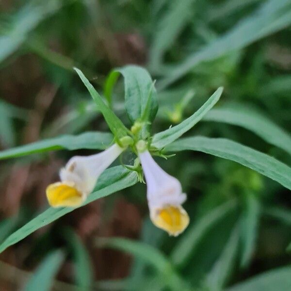 Melampyrum pratense Flower