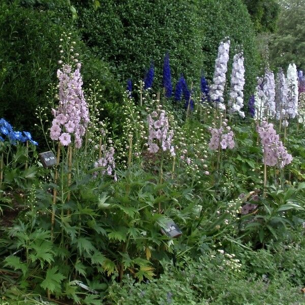 Delphinium elatum Elinympäristö