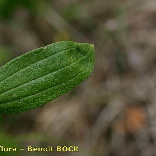 Galium rubioides Levél