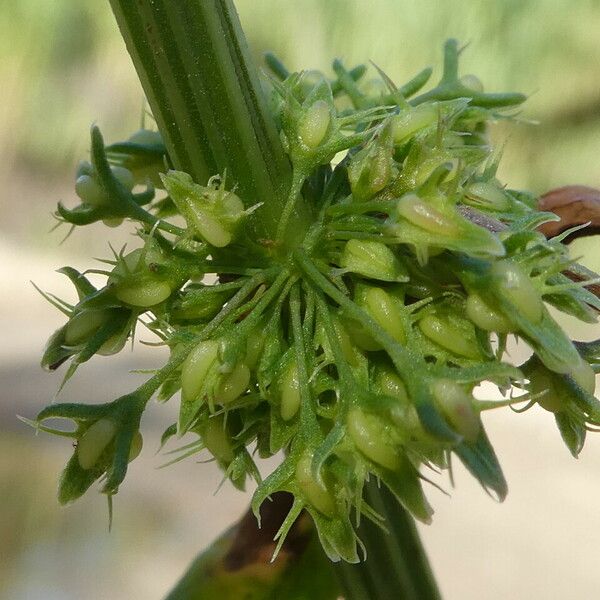 Rumex palustris Плід