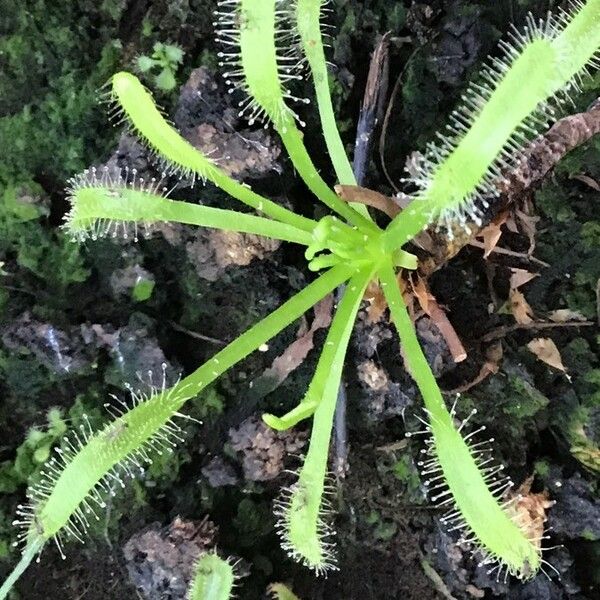 Drosera capensis Φύλλο