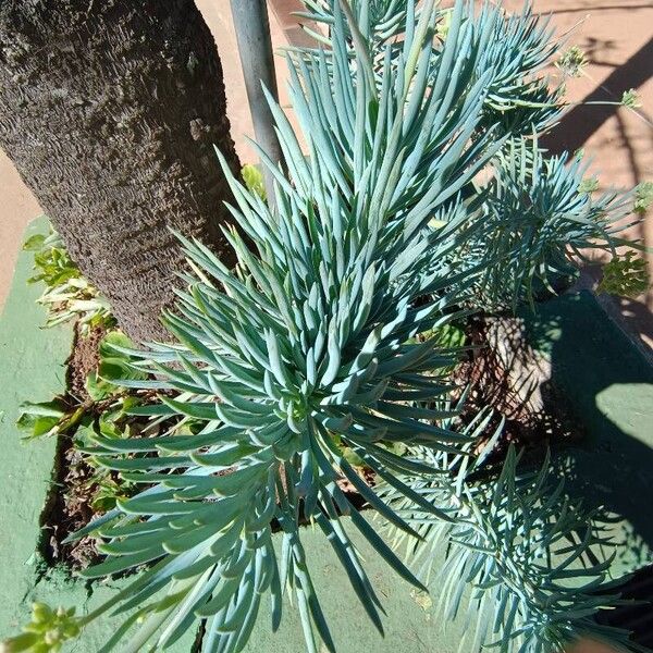 Curio talinoides Blad