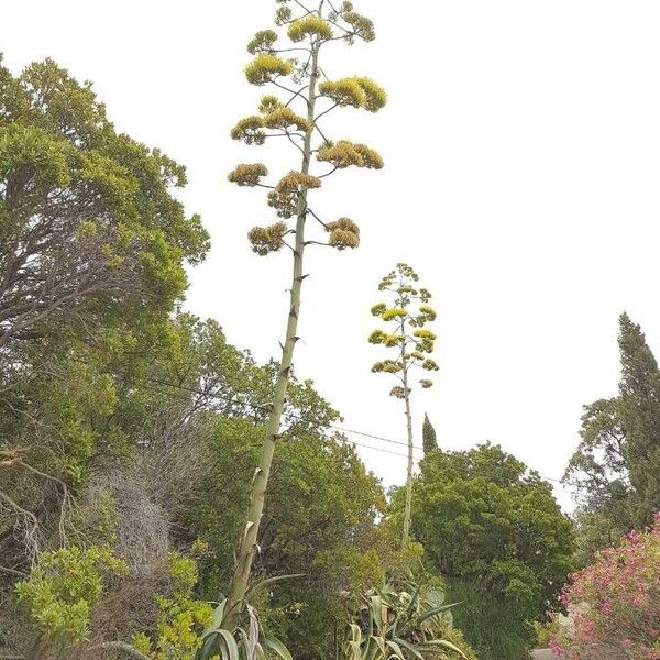 Agave americana Cvet