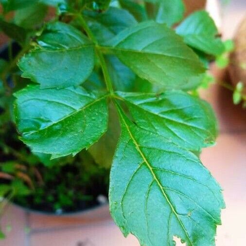 Fraxinus excelsior Leaf