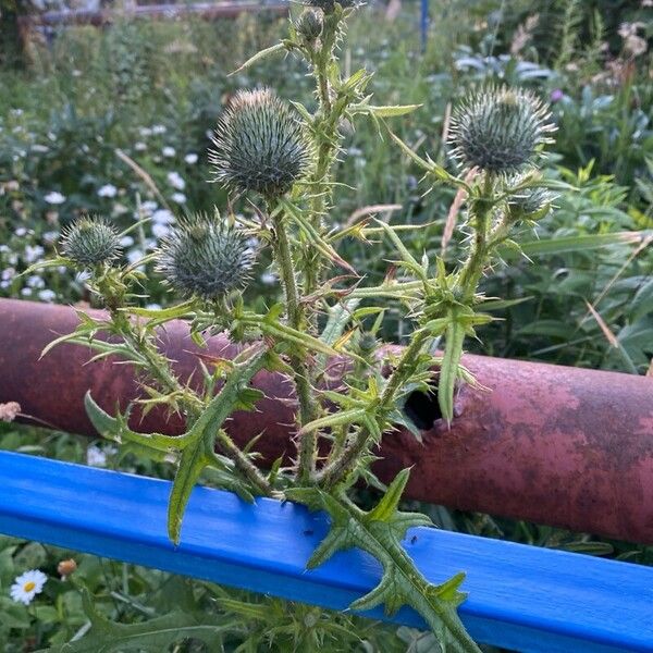 Cirsium vulgare Φύλλο