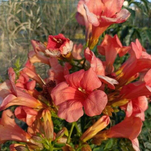 Campsis grandiflora Fiore