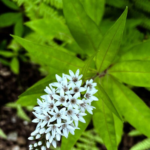 Lysimachia clethroides Ďalší