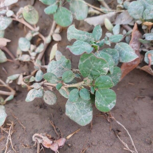 Trianthema portulacastrum Blatt