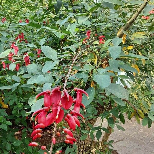 Erythrina crista-galli Õis