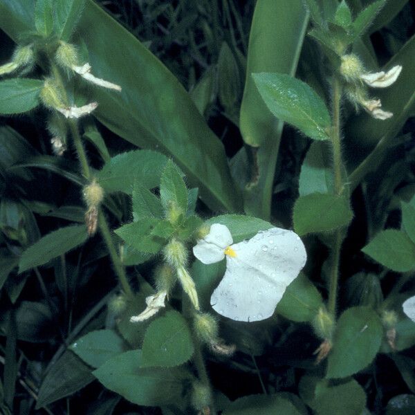 Pombalia calceolaria Λουλούδι