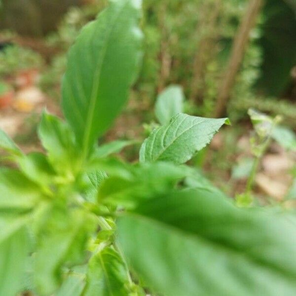 Ocimum basilicum Leaf
