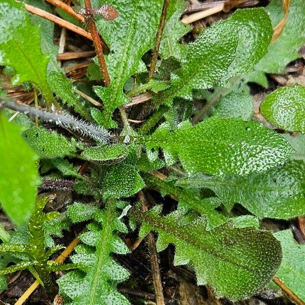 Arabidopsis arenosa 叶