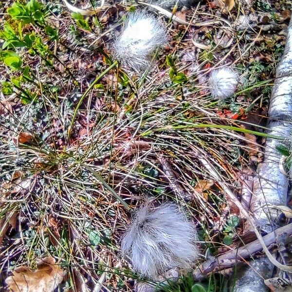 Eriophorum vaginatum आदत