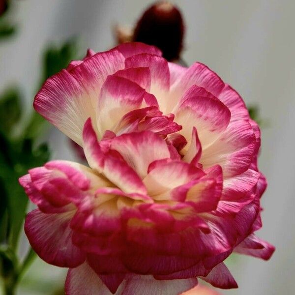 Ranunculus asiaticus Blomst