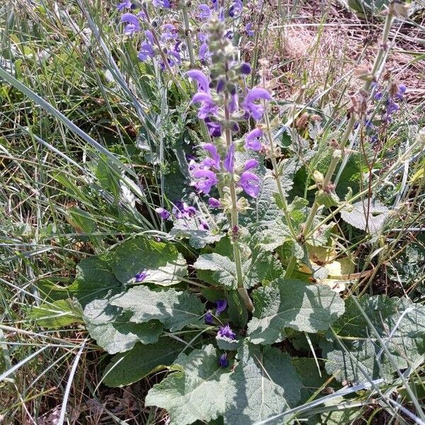 Salvia pratensis Buveinė