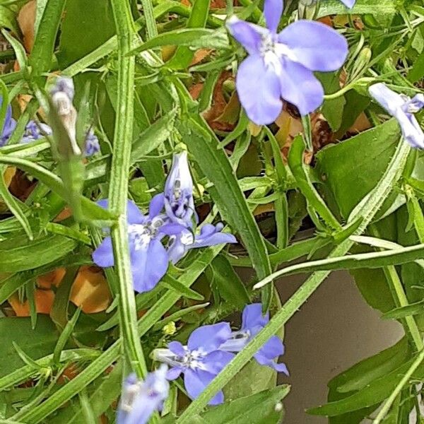 Lobelia erinus Blomma