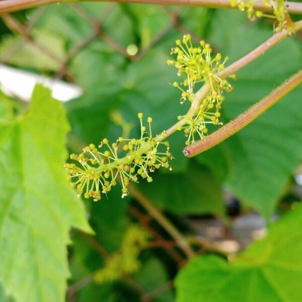 Vitis vulpina Flower