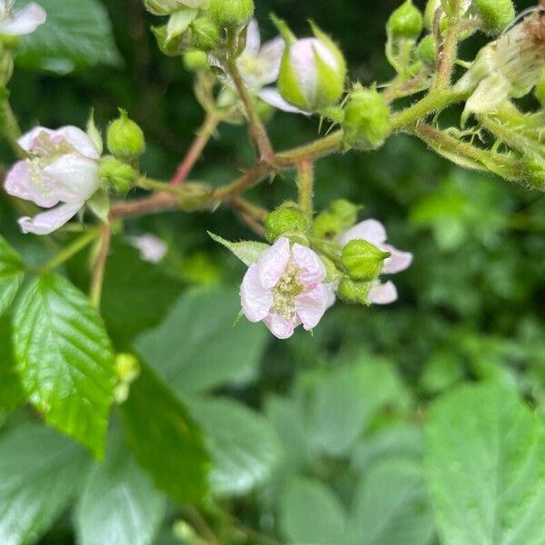 Rubus scaber Kvet