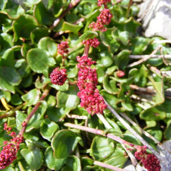 Rumex nivalis Flor