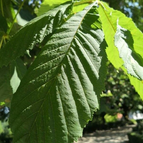 Aesculus hippocastanum Folha