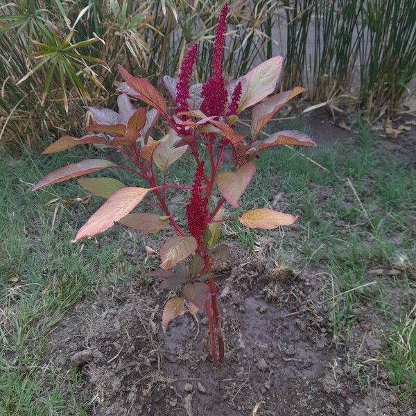 Amaranthus hypochondriacus Leaf