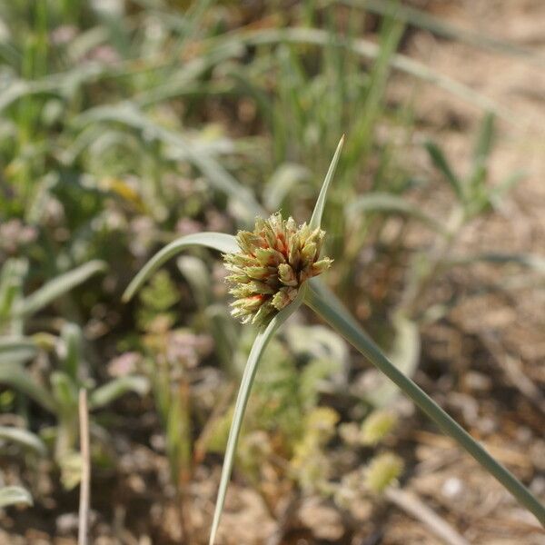 Cyperus capitatus Flower