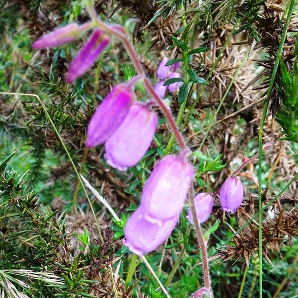 Daboecia cantabrica ফুল