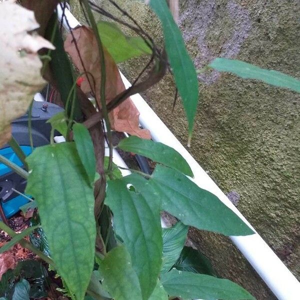 Thunbergia laurifolia Leaf
