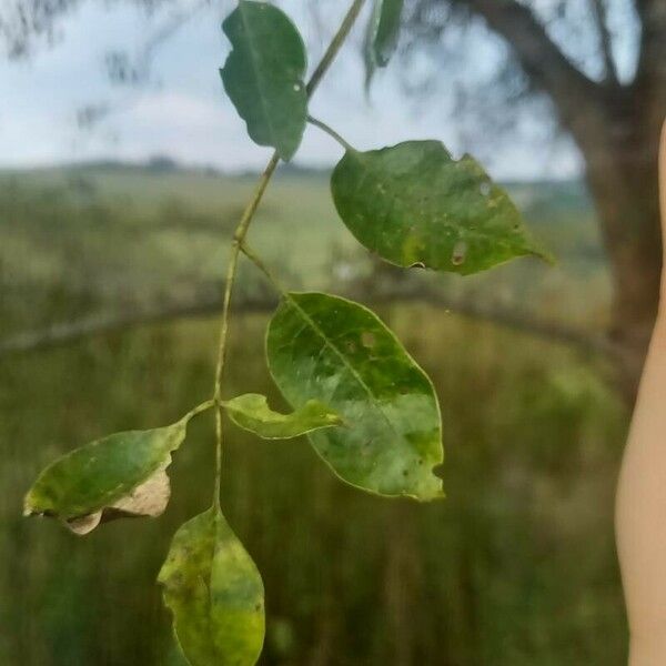 Sclerocarya birrea Leaf