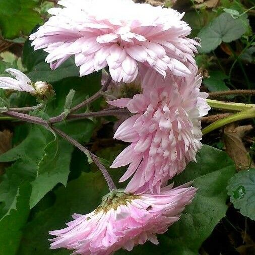 Callistephus chinensis Flor