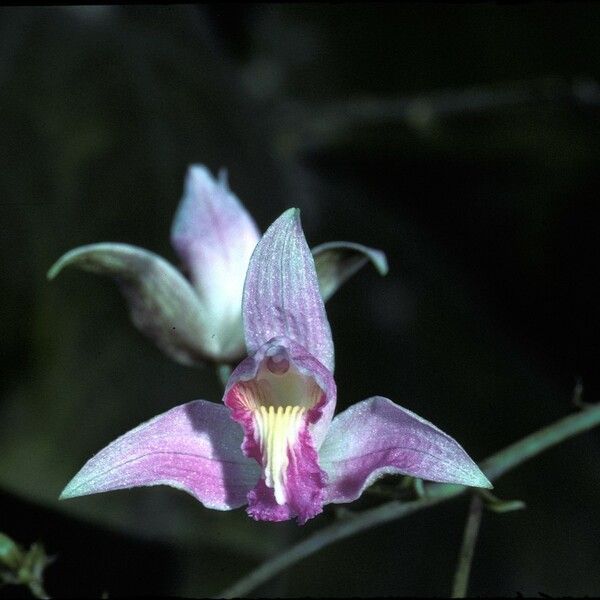 Bletia purpurea Flor