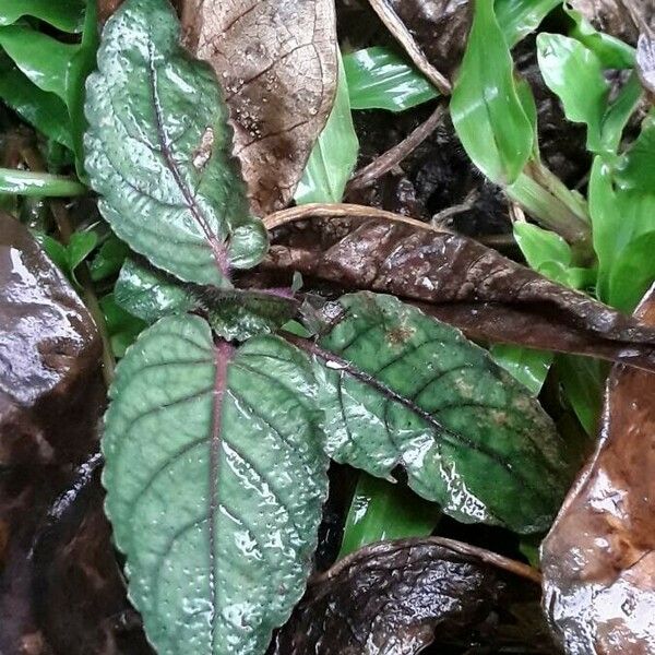 Hemigraphis alternata Leaf