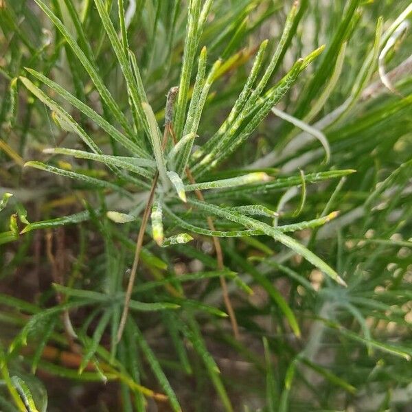 Ptilostemon chamaepeuce Blad