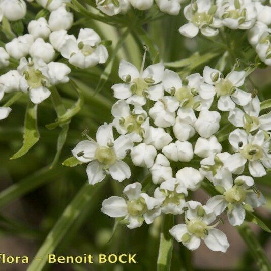 Pleurospermum austriacum Flor