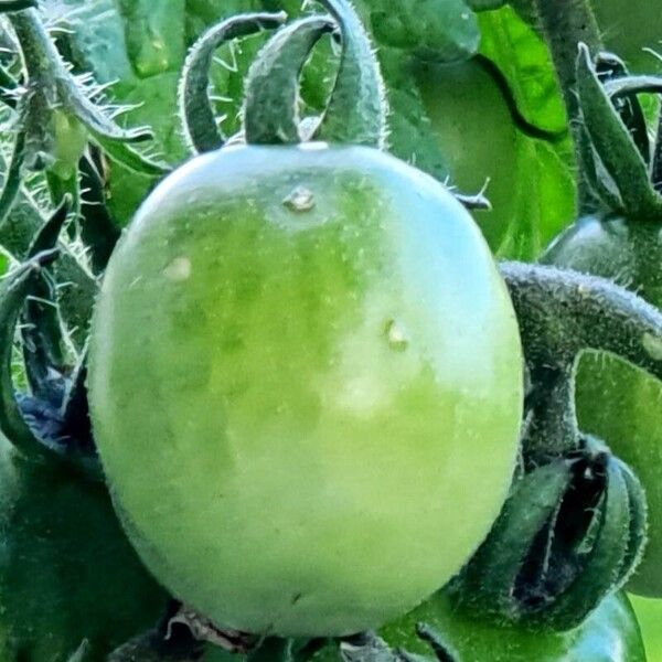 Solanum lycopersicum Frucht