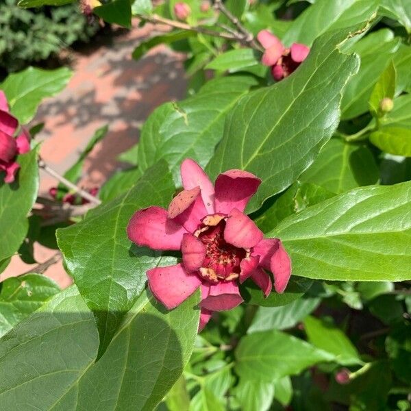 Calycanthus floridus 花