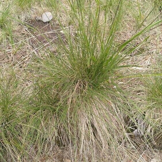 Nardus stricta Habit