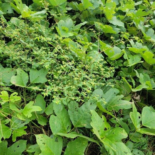 Euphorbia hyssopifolia Alkat (teljes növény)