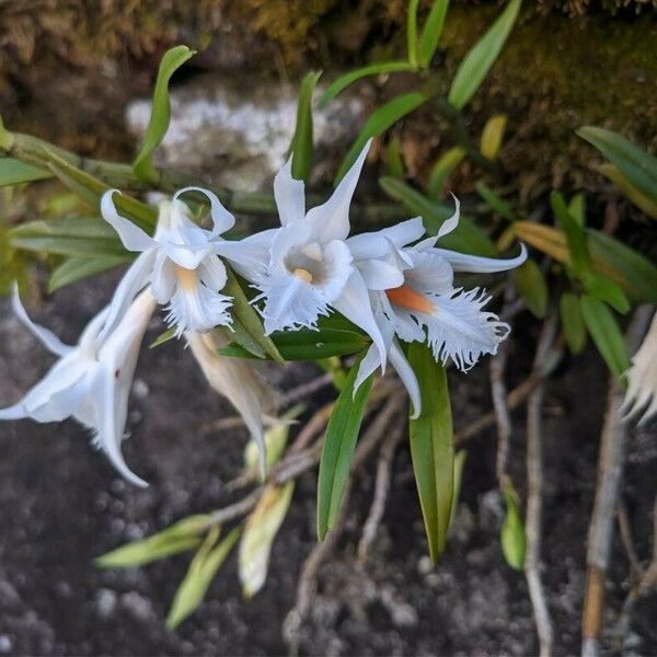 Dendrobium crumenatum ফুল